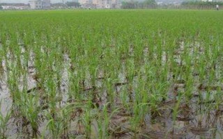 深優(yōu)9577水稻種子簡介，全生育期116.6天