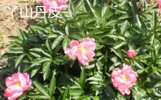 安徽南陵縣的特產(chǎn)，所產(chǎn)大米批準(zhǔn)為國(guó)家地理標(biāo)志保護(hù)產(chǎn)品