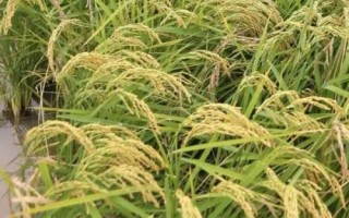 荃優(yōu)銀泰香占水稻種子特征特性，全生育期早稻126.7天