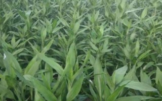 荷花竹的風(fēng)水作用，適合居室中擺放
