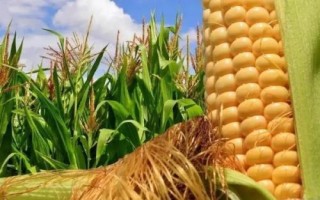 錦研617玉米種簡介，密度3500株/畝左右