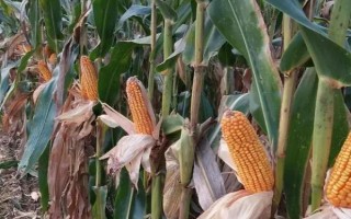 新玉81號玉米品種的特性，南疆復(fù)播6月份播種
