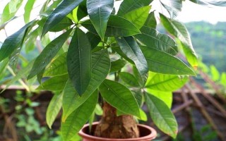 招財(cái)樹(shù)怎么養(yǎng)，澆水時(shí)要沿著盆邊緩慢澆灌