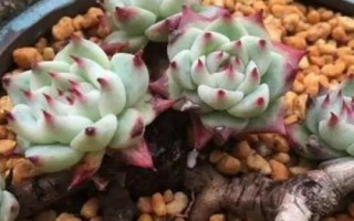 多肉植物景天科擬石蓮花屬有哪些，常見(jiàn)以下9種