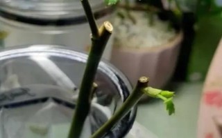 水培玫瑰花如何避免枯萎，要養(yǎng)在干燥、涼爽、通風(fēng)處