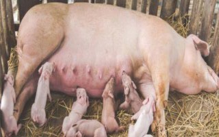 仔豬不好好吃奶的原因，母豬泌乳不足會(huì)導(dǎo)致