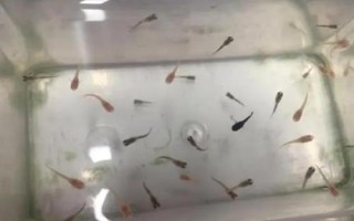 孔雀魚苗出生多久可以喂食，選擇一些容易消化的食物