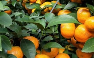 沙糖桔的生長環(huán)境，生長發(fā)育要求在12.5-37℃