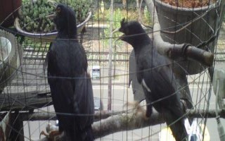 八哥鳥的飼養(yǎng)方法，選擇易馴的頭窩幼鳥為佳