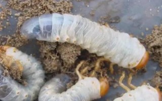 土豆有哪些病蟲(chóng)害，常見(jiàn)的有軟腐病、干腐病、晚疫病等
