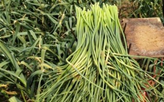 蒜苔怎么長(zhǎng)出，大蒜長(zhǎng)到一定程度就會(huì)分化出細(xì)長(zhǎng)的莖