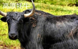 耗牛有哪些品種，包括白牦牛、九龍牦牛、高山牦牛等種類