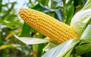 百家喜188玉米種子特點，注意防治病蟲病