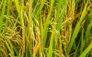 兩優(yōu)早17水稻品種的特性，每畝有效穗23.2萬穗