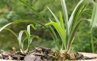8月份能不能給蘭花換盆，可以更換但不是最佳時期