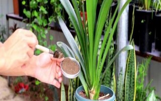 君子蘭的施肥技巧，需要充足基肥外加定期追肥