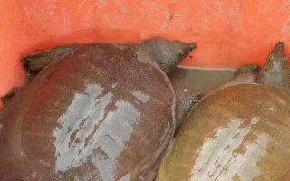 活甲魚冬天家里怎么養(yǎng)殖,魚缸里面用小石子鋪成斜坡并倒入沙子