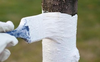 樹(shù)木刷石灰水有什么作用，可預(yù)防凍害、蟲(chóng)害等