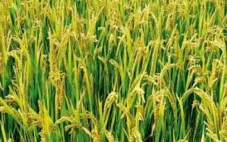 福兩優(yōu)1314水稻品種的特性，全生育期158.1天