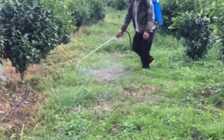 柑橘園雜草如何防控，可用化學藥劑除草也可以草治草
