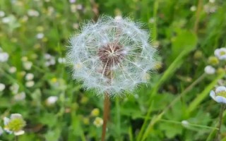 農(nóng)村常見的野草，常見的有苘麻、艾草等