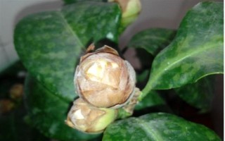 茶花的花苞干枯的原因，可能是環(huán)境不適宜或花苞缺水等