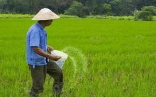 秋天種苜蓿能不能過冬，能過冬但要施足底肥