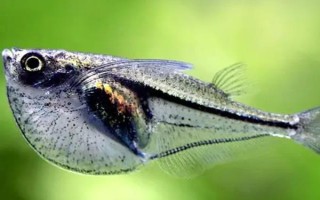銀燕子燈魚(yú)好不好養(yǎng)，飼養(yǎng)難度比較低