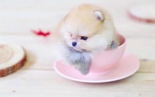 茶杯犬喂哪種食物，一歲左右主喂牛奶和雞蛋、超過一歲后主喂狗糧