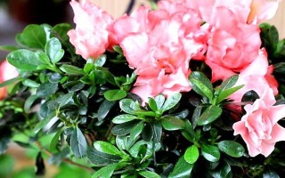 北方如何養(yǎng)好杜鵑花，首先一定要使用松軟肥厚的土壤