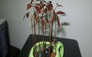 龍眼子盆栽怎么種，選擇PH值在5.4-6.5之間的沙質土壤