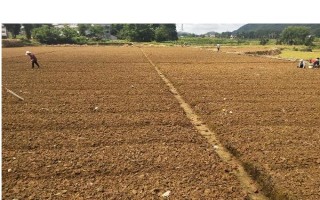 提高花生產(chǎn)量的方法，需輪作換茬、巧施肥料等