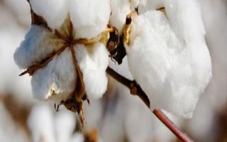 冀中658棉花品種的特性，地膜棉田在4月20日左右播種
