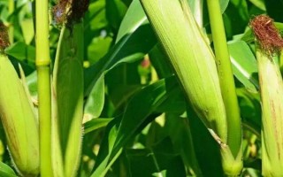 海禾111玉米品種簡介，中抗莖基腐?。?-5級）