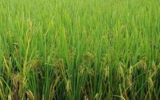 特優(yōu)685水稻品種簡(jiǎn)介，全生育期134.6天