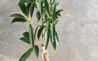 桂花的嫁接技術(shù)，3-5月份以及10月份均可進(jìn)行