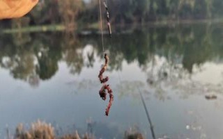 用蚯蚓釣魚時(shí)應(yīng)該如何調(diào)漂，可采用加鉛、找底、剪鉛等方式