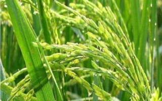 全優(yōu)16水稻種子特征特性，3月中下旬至4月上旬播種