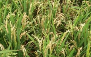 富糯6號水稻品種簡介，全生育期140.9天