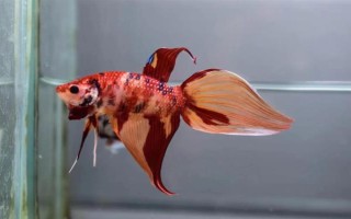 馬尾斗魚如何鑒別公母，公魚的魚鰭較大且長、母魚的魚鰭較短小