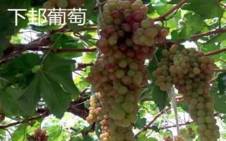 陜西省榆林市的特色水果，包括清澗紅棗和陜北山杏等種類