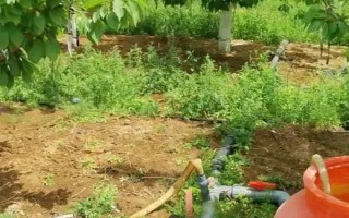 櫻桃?guī)自鲁墒?，通常是?-5月份成熟
