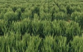 利麥1號(hào)小麥種簡(jiǎn)介，全生育期227.5天