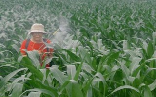 怎么防治玉米的蟲害，輪作倒茬、清潔田園可減少初侵染源