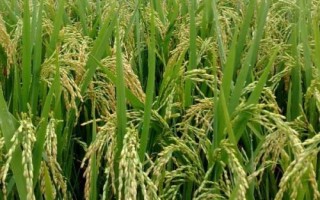 楚68S水稻種子特征特性，秧田畝播種量15公斤
