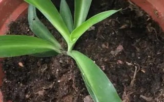 春天吊蘭多少度可發(fā)芽，室內(nèi)的溫度達(dá)到12℃以上即可