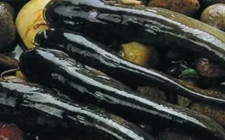 野生鯰魚與養(yǎng)殖鯰魚有什么區(qū)別，體色、胡須和味道均不同