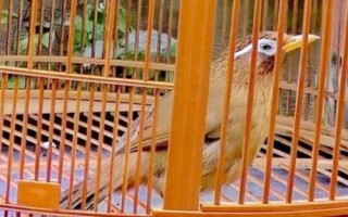 畫眉鳥吃什么能快速增肥，投喂昆蟲是適宜選擇