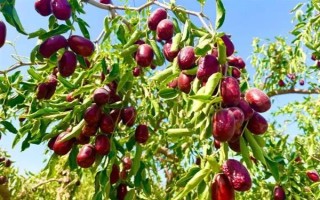 我國紅棗的產(chǎn)地，山西、新疆、寧夏、甘肅等地都產(chǎn)紅棗