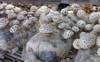 目前我國人工栽培的食用菌有幾種，大概種植100種、有50多種可形成商品